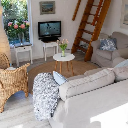 Zeemeeuw Egmond aan den Hoef